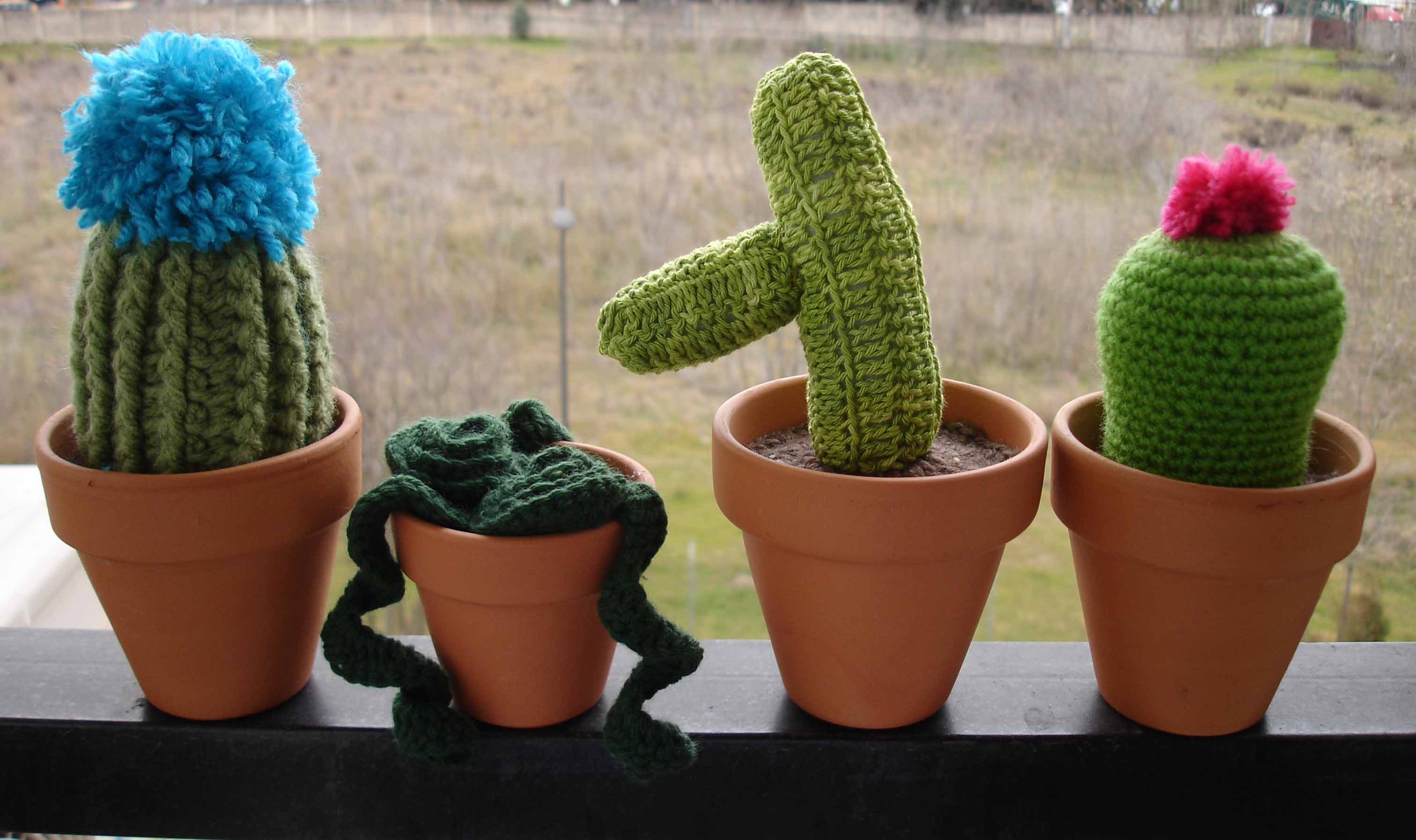 Cactus Belén 1