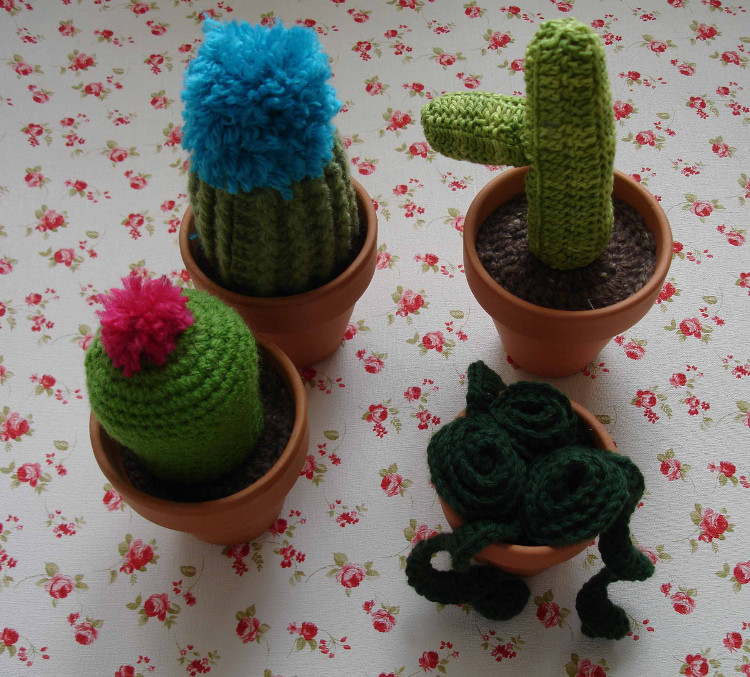 Cactus Belén 2