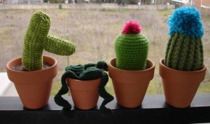 Cactus Belén 3